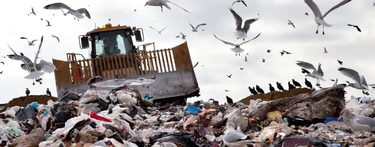 birds flying over a landfill