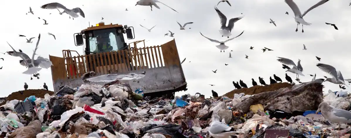 oiseaux survolant une décharge